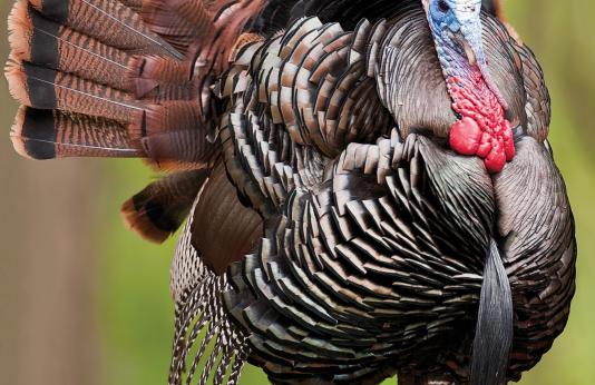 2015 Spring Turkey Hunting Regulations and Information 