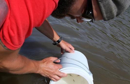 Sturgeon Fry Release into Mississippi River