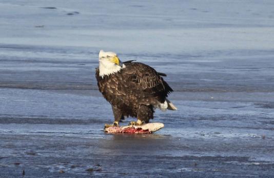 Bald eagle eating a fish near Missouri River