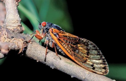 2015 Cicadas