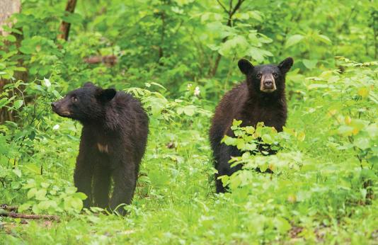 Two black bears walking in the woods