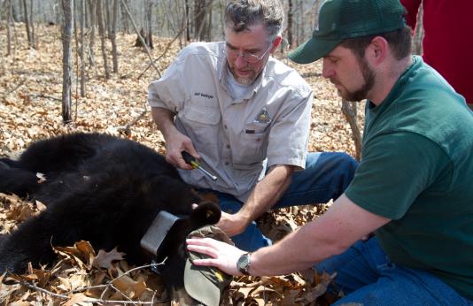 MDC staff putting a GPS collar on a black bear