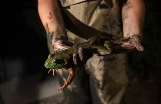 MDC staff holds a bullfrog during a gigging outing.