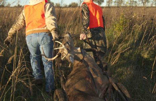 Two men drag a harvested buck through a field