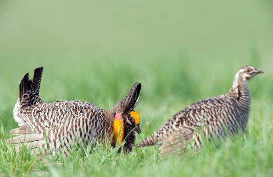 male and female prairie chicken in field