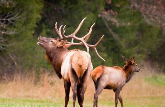 bugling bull elk at Peck Ranch