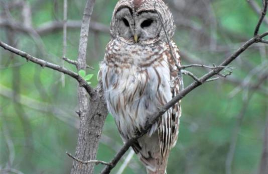 A barred owl rests on a tree branch.