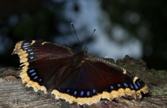 Butterfly resting on a log.