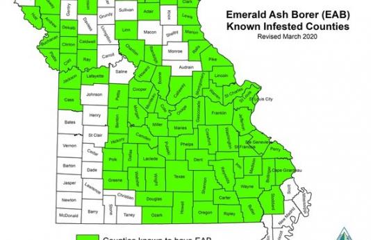 A map of Missouri continues infested with emerald ash borer