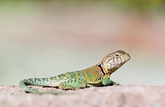 Collared Lizard resting on a glade.