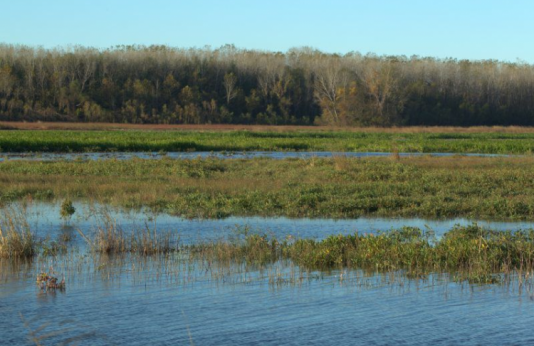 Wetland at Fountain Grove Conservation Area