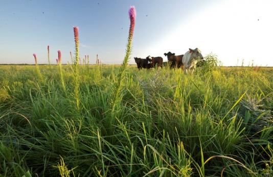 Cattle grazing a field.