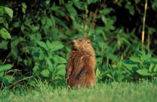 Groundhog in grass