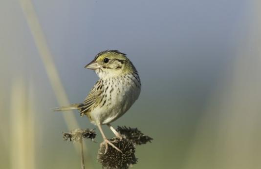 A Henslow's sparrow perches on a plant in a pasture.