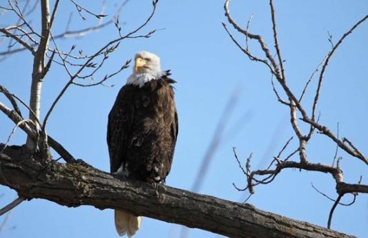 Bald Eagle in Tree at Loess Bluffs Eagle Days