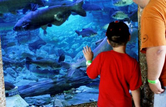A man and a boy look at an aquarium at the Missouri State Fair.