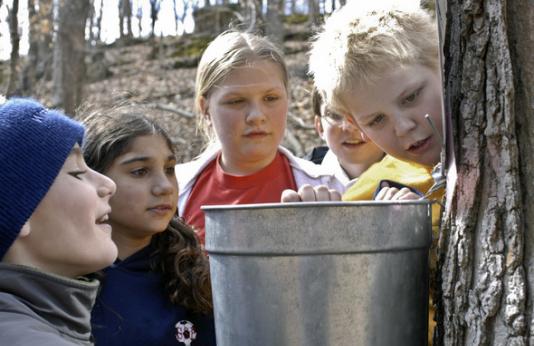 Kids looking into a bucket with maple sap