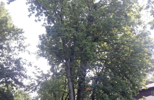 State Champion Ohio Buckeye tree