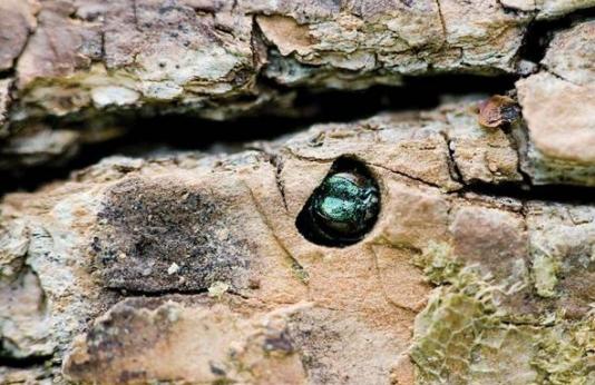 Adult Emerald Ash Borers (EAB) exit trees through D-shaped holes they create in the bark.