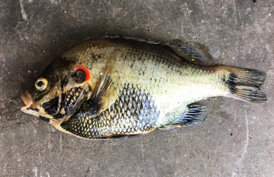 State-record redear sunfish.