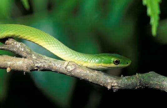 A rough green snake on a tree branch.