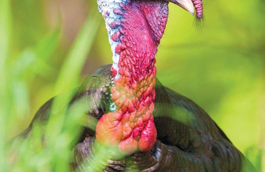 Cover picture of the Turkey Regulations and Information Booklet.