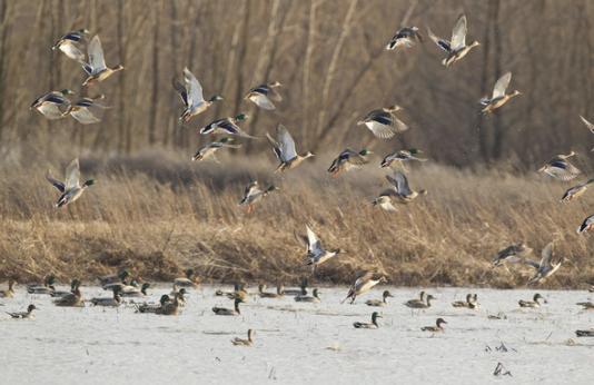 Ducks taking off out of wetlands.