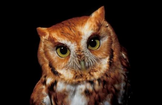 A close-up of a screech owl.