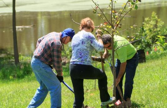 Three people plant a tree at Eberwein Park in Chesterfield