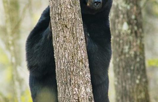 Black bear behind tree.