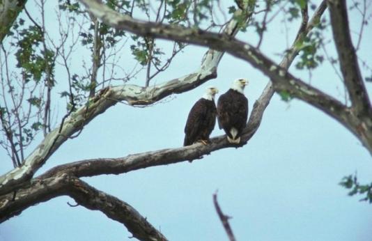 Two bald eagles perch on a tree branch.