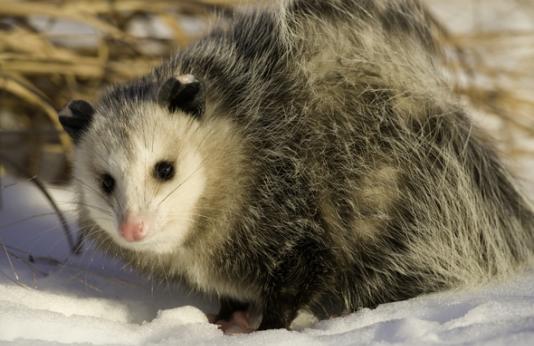 Opossum in the snow. 