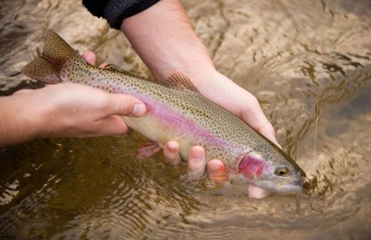 Angler releasing a trout.