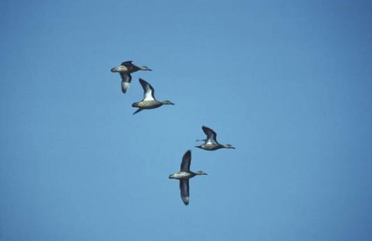 geese flying