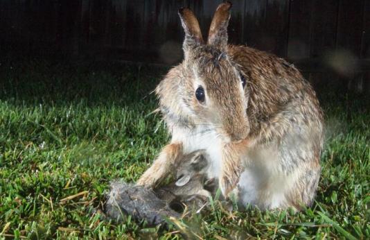 mother rabbit with young at night