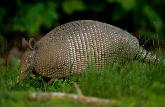 A nine-banded armadillo spotted foraging for food.