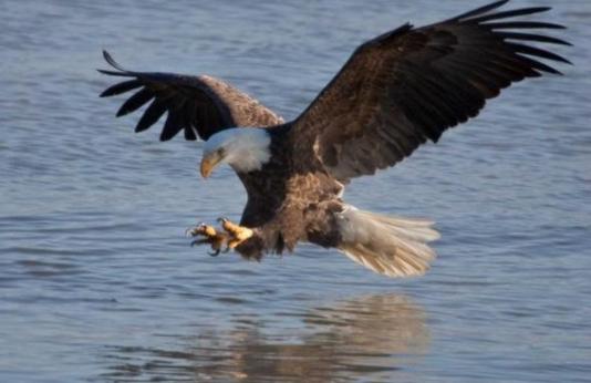 bald eagle fishing