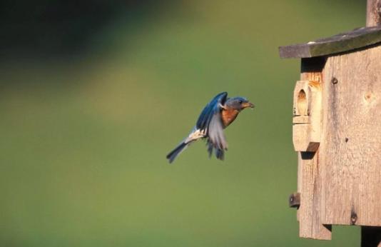 A bluebird flies into a nesting box.