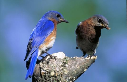 Two Eastern Bluebirds