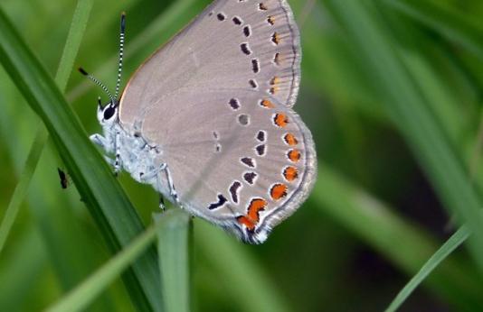 coral hairstreak butterfly