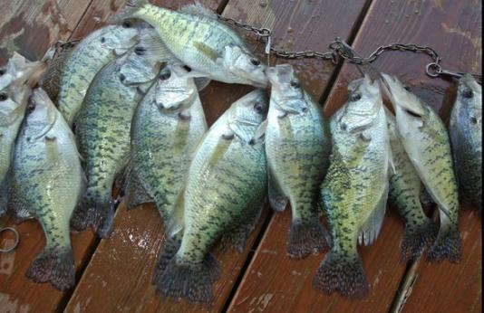 bunch of caught crappie