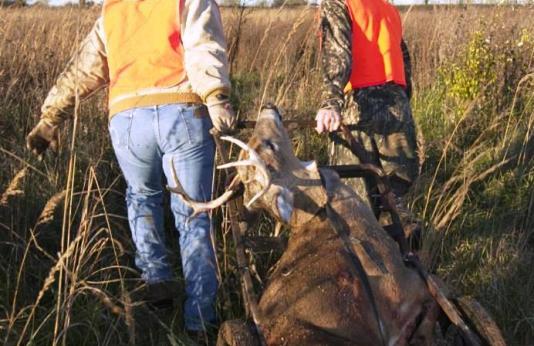Two hunters dragging out there harvested buck.