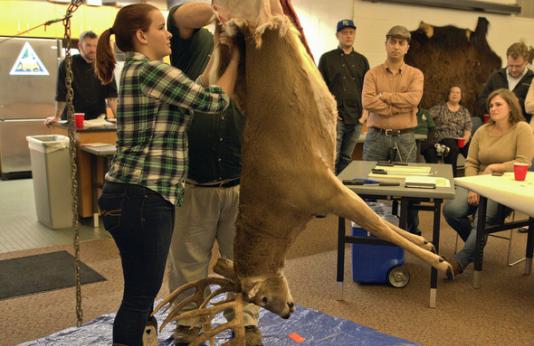 person processing hanging deer