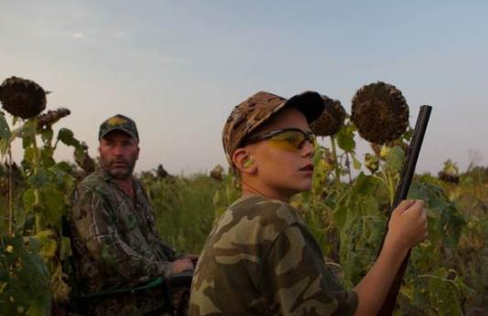 A young boy with a shotgun sits with an adult in a sunflower field to hunt doves.