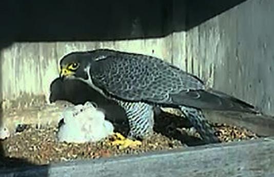 Falcon Cam image of falcons