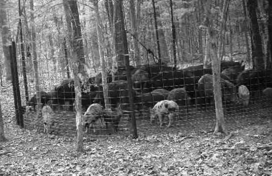 feral hogs in corral trap