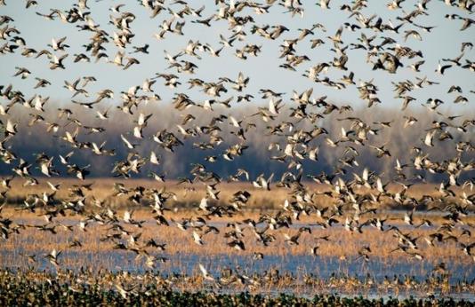 hundreds of ducks in flight over wetland
