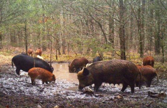 feral hogs destroying a spring
