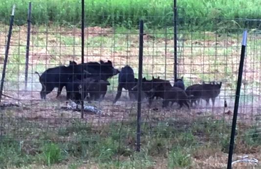 Feral hogs in a trap.