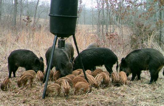 Feral hogs.